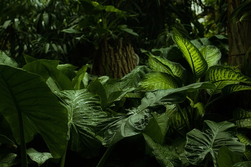Mystical Greens