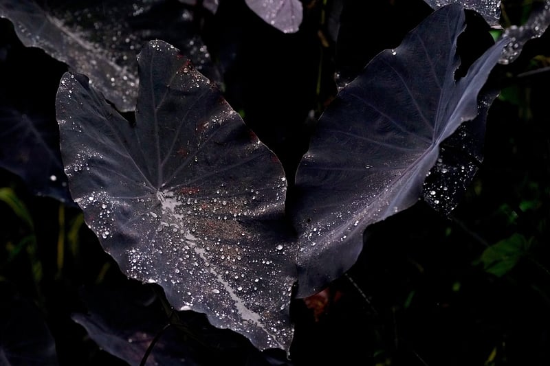 Mythical Foliage