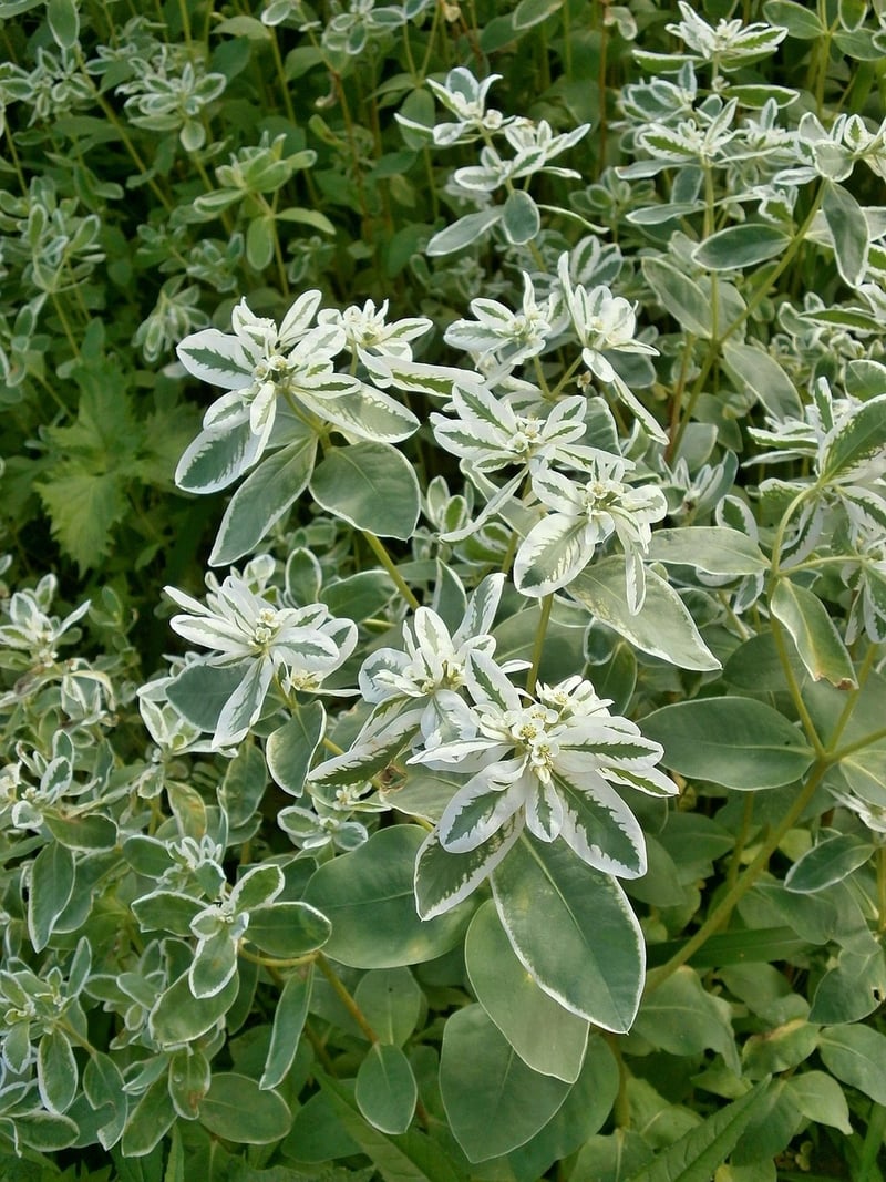 Baseball Plant