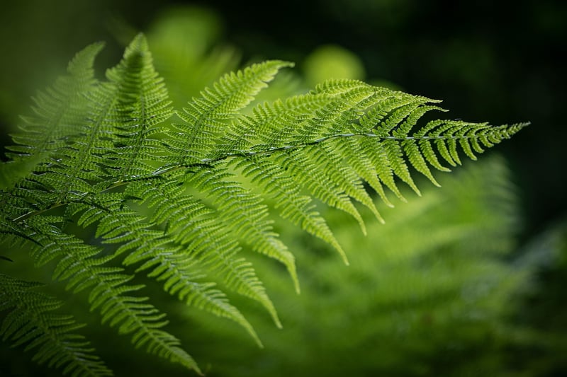 Enchanted Crystal Fern