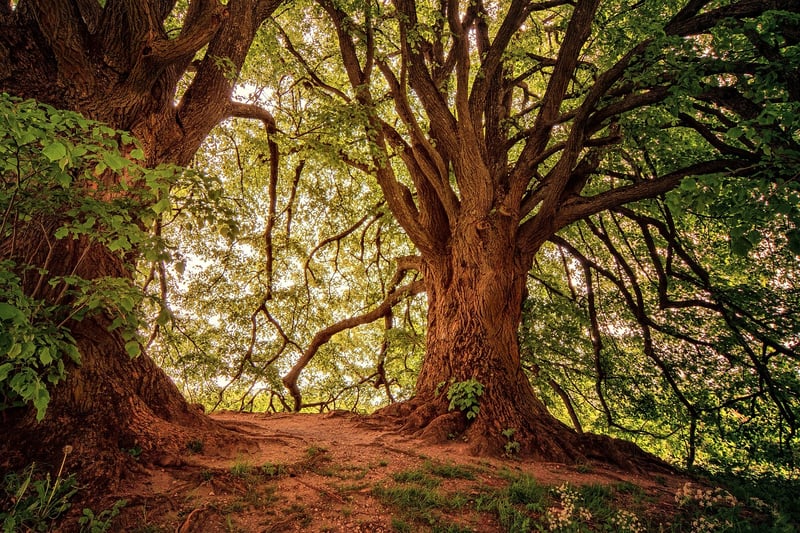 Enchanted Forest Retreat